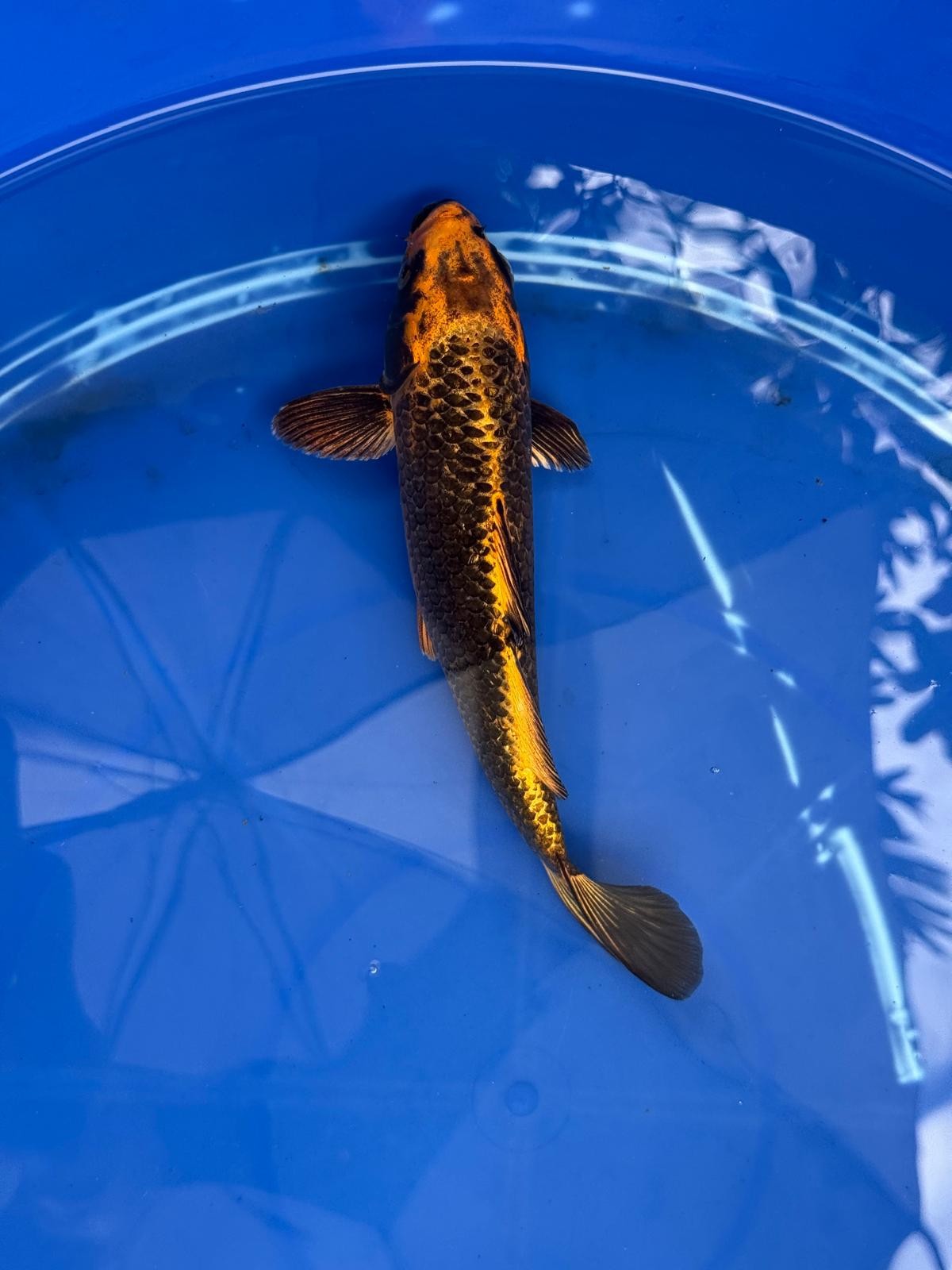Ginrin Aka Matsuba  9" Koi GT