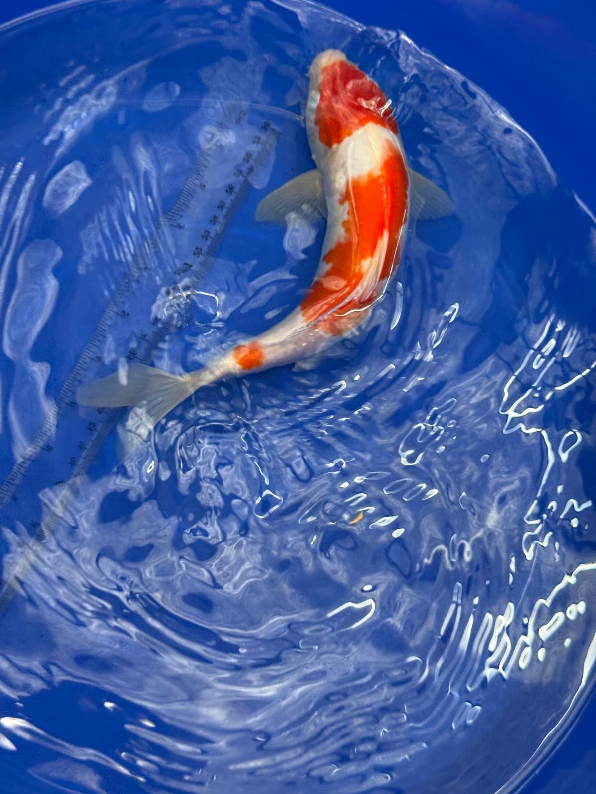 10.5 " Kohaku Japanese Imported (Hand Picked) T2