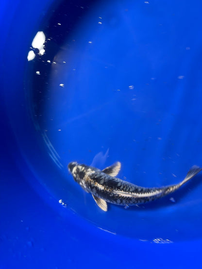 Aragoke Dragon Scale 9" inch Koi
