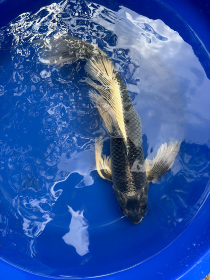 Matsuba Butterfly Koi 19"