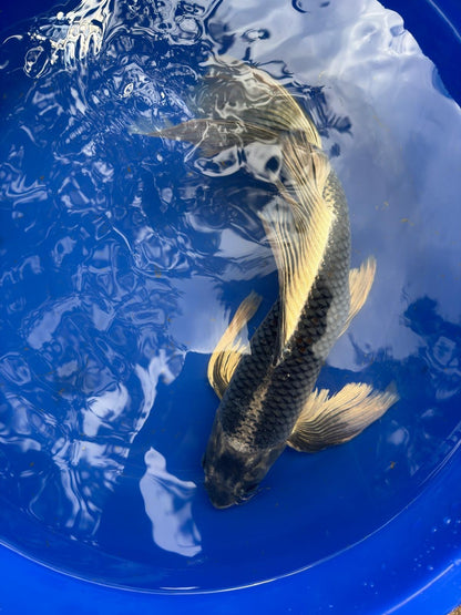 Matsuba Butterfly Koi 19"