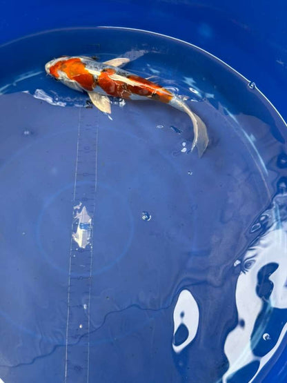 8 " Inch Doitsu Yamato Nishiki Koi
