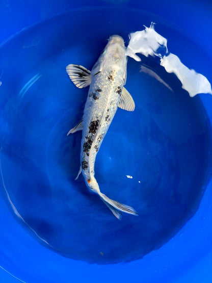 Ginrin Shiro Bekko Koi 12"
