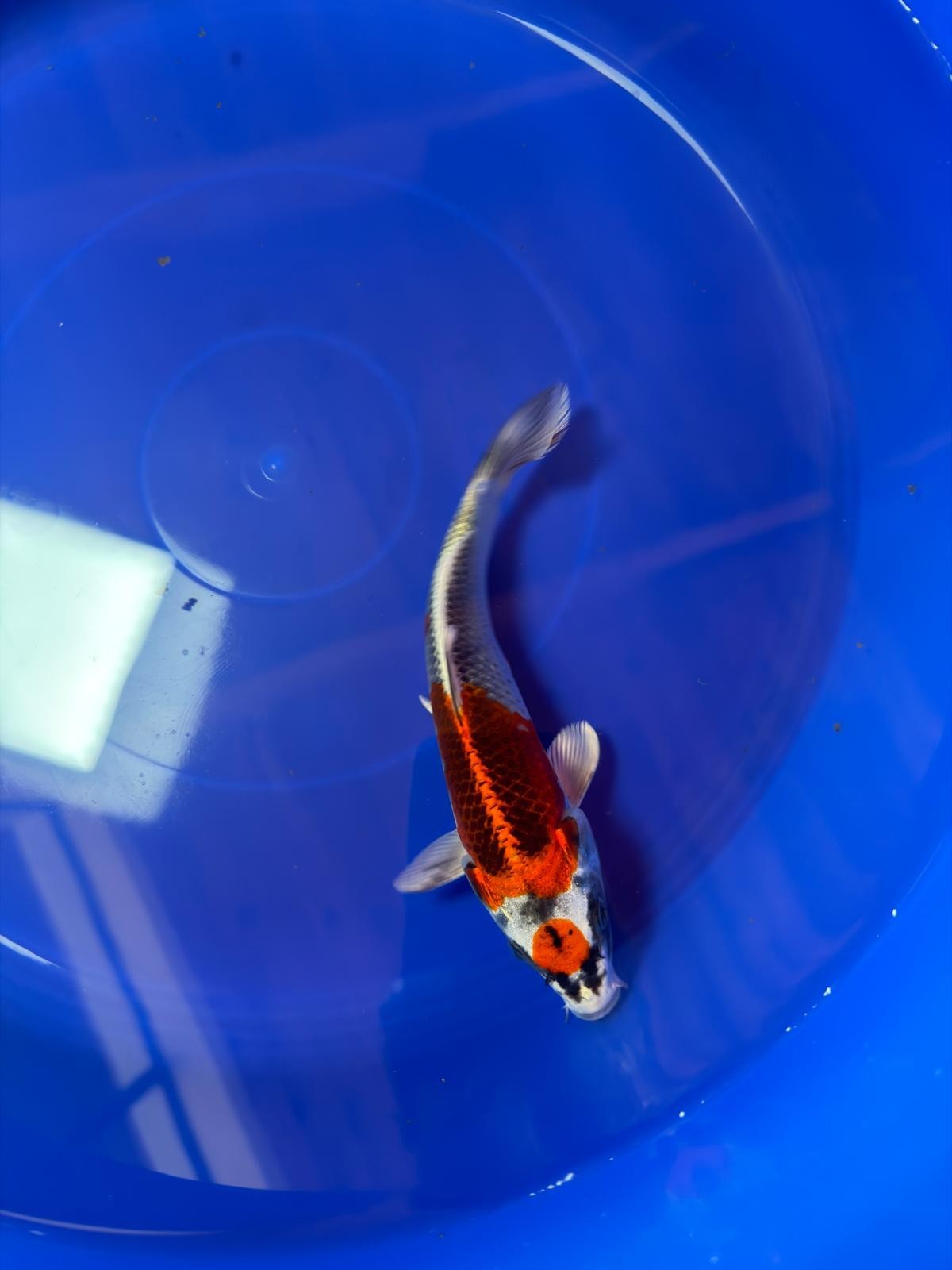 8"  Tancho Kujaku Japanese Import Koi (Hand Picked) T2