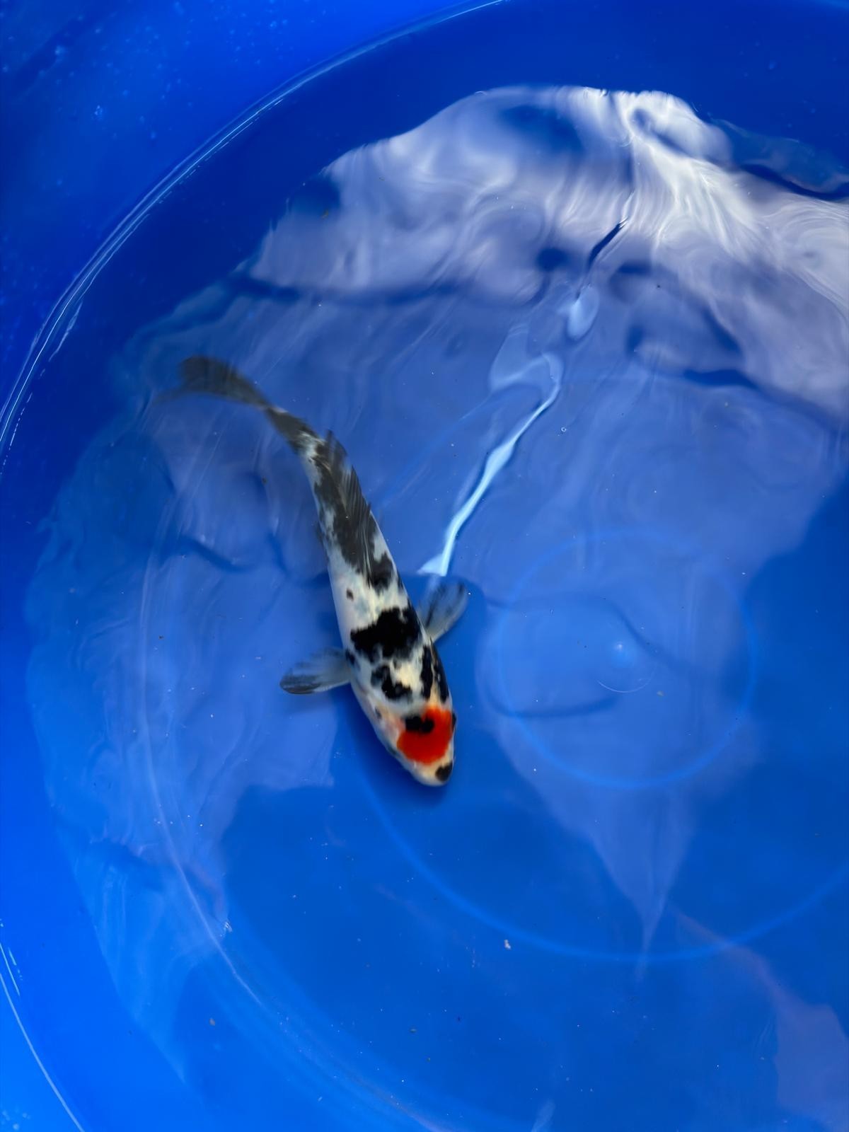 6"  Tancho Sanke Japanese Import Koi (Hand Picked)