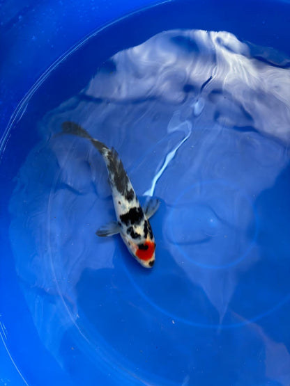 6"  Tancho Sanke Japanese Import Koi (Hand Picked)