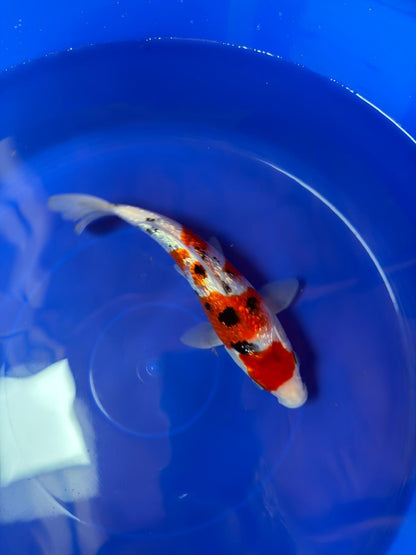 9" Ginrin Sanke Japanese Imported (Hand Picked)