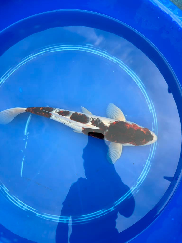 16 Inch Budo goromo Japanese Import Koi
