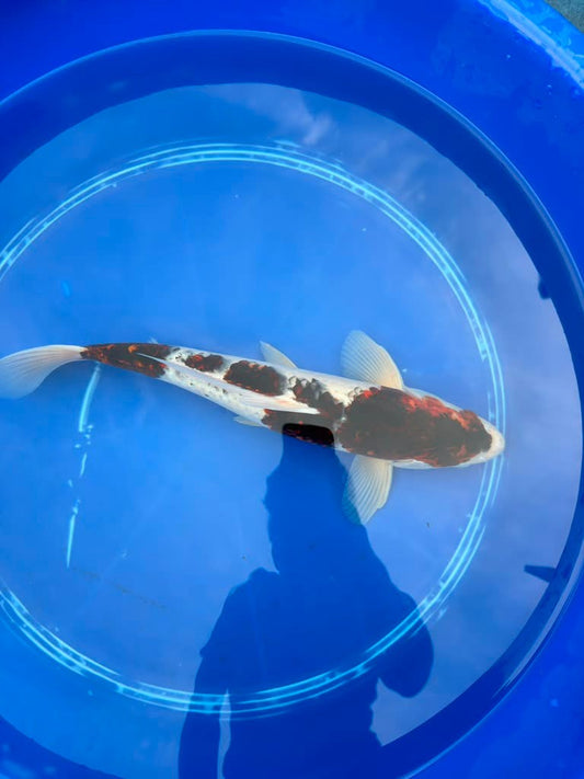 16 Inch Budo goromo Japanese Import Koi