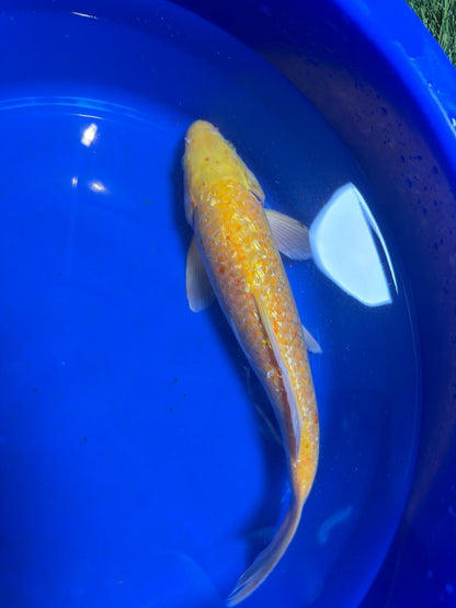 13 Inch "Gin-Rin" Yellow Monkey Karashigoi Import Koi
