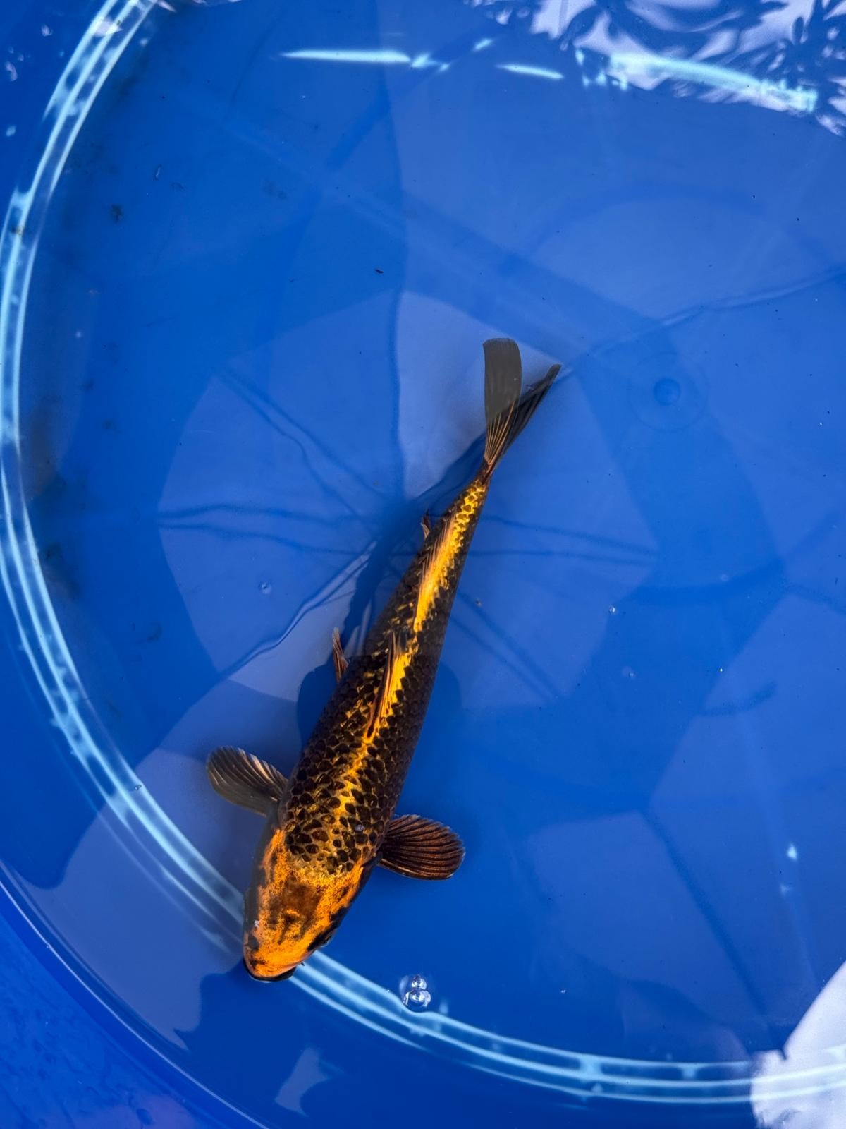 Ginrin Aka Matsuba  9" Koi GT