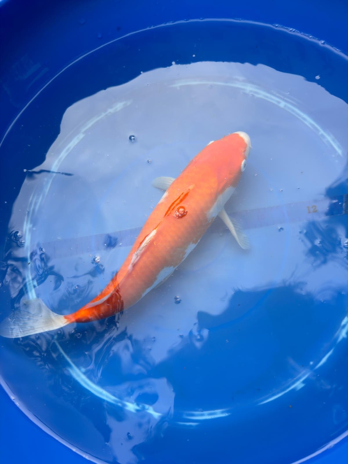 Japanese Dainichi Kohaku 12"