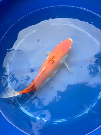 Japanese Dainichi Kohaku 12"
