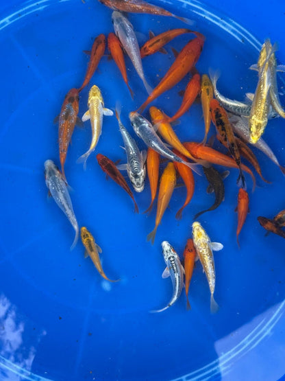 10 Pack of  Koi 3 to 5 inch