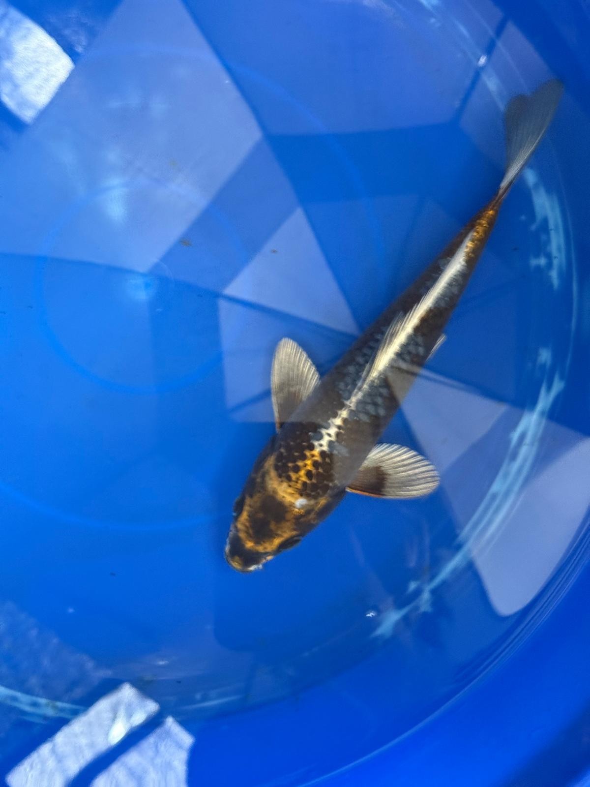 Matsuba Koi 9" GT