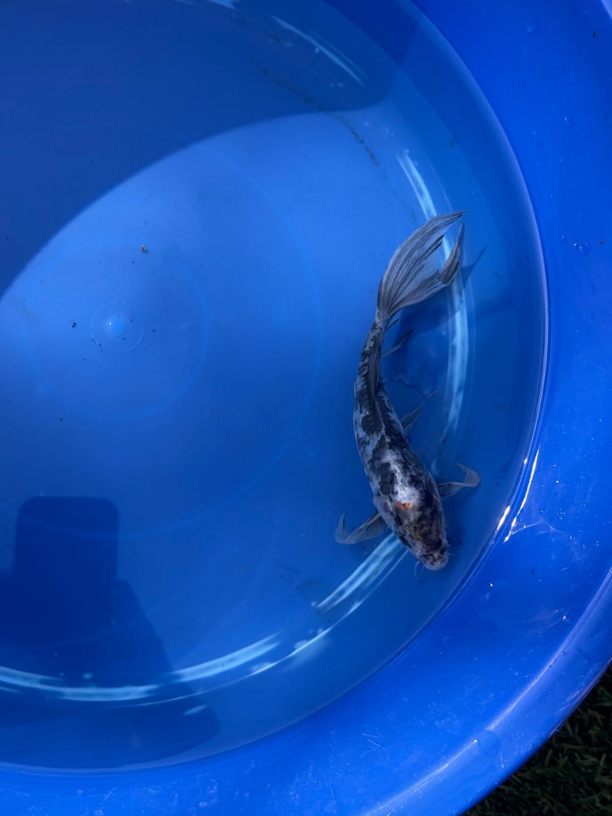 Showa Butterfly Koi 8 Inch