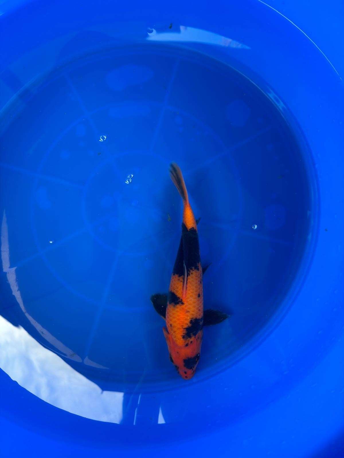 9" Hi Utsuri Japanese Imported T2