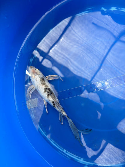 Shiro Butterfly 8" Koi