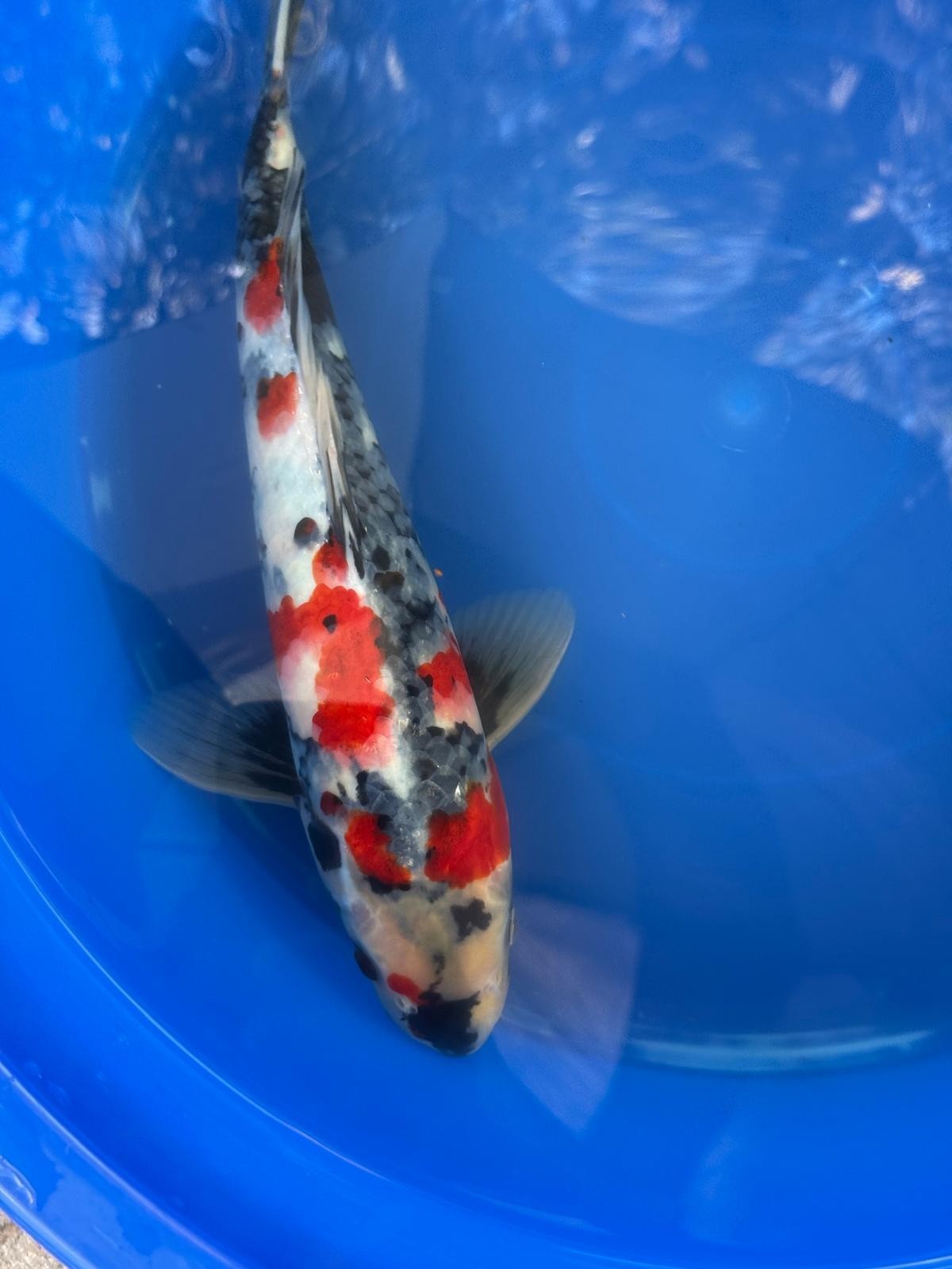 Japanese Dainichi Showa 13"