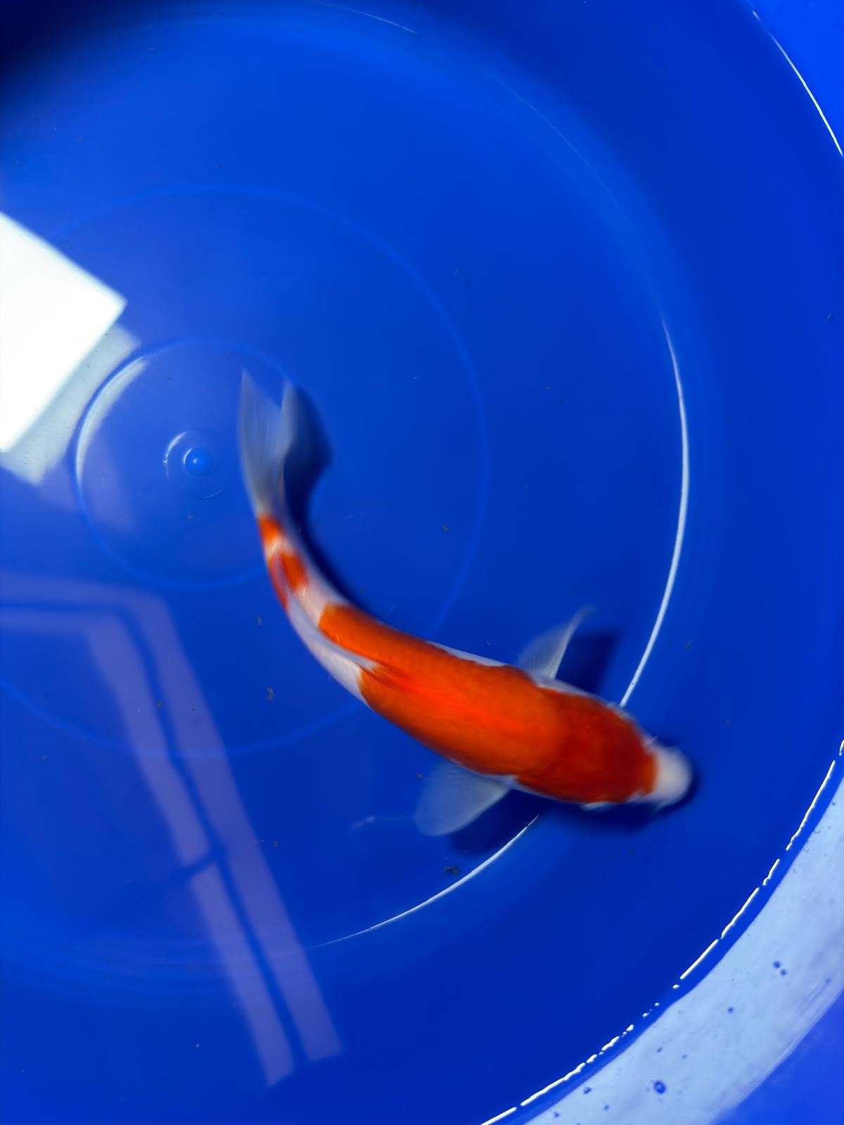 8"  Kohaku Japanese Import Koi (Hand Picked) T1