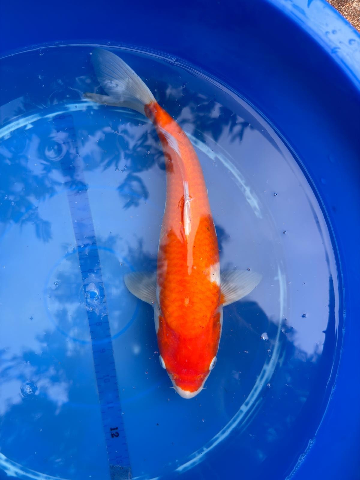 Japanese Dainichi Kohaku 12"