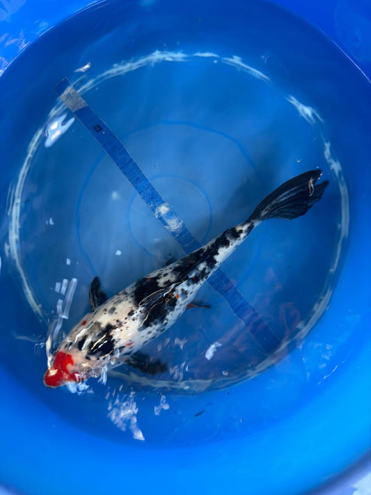 Showa Koi 12"