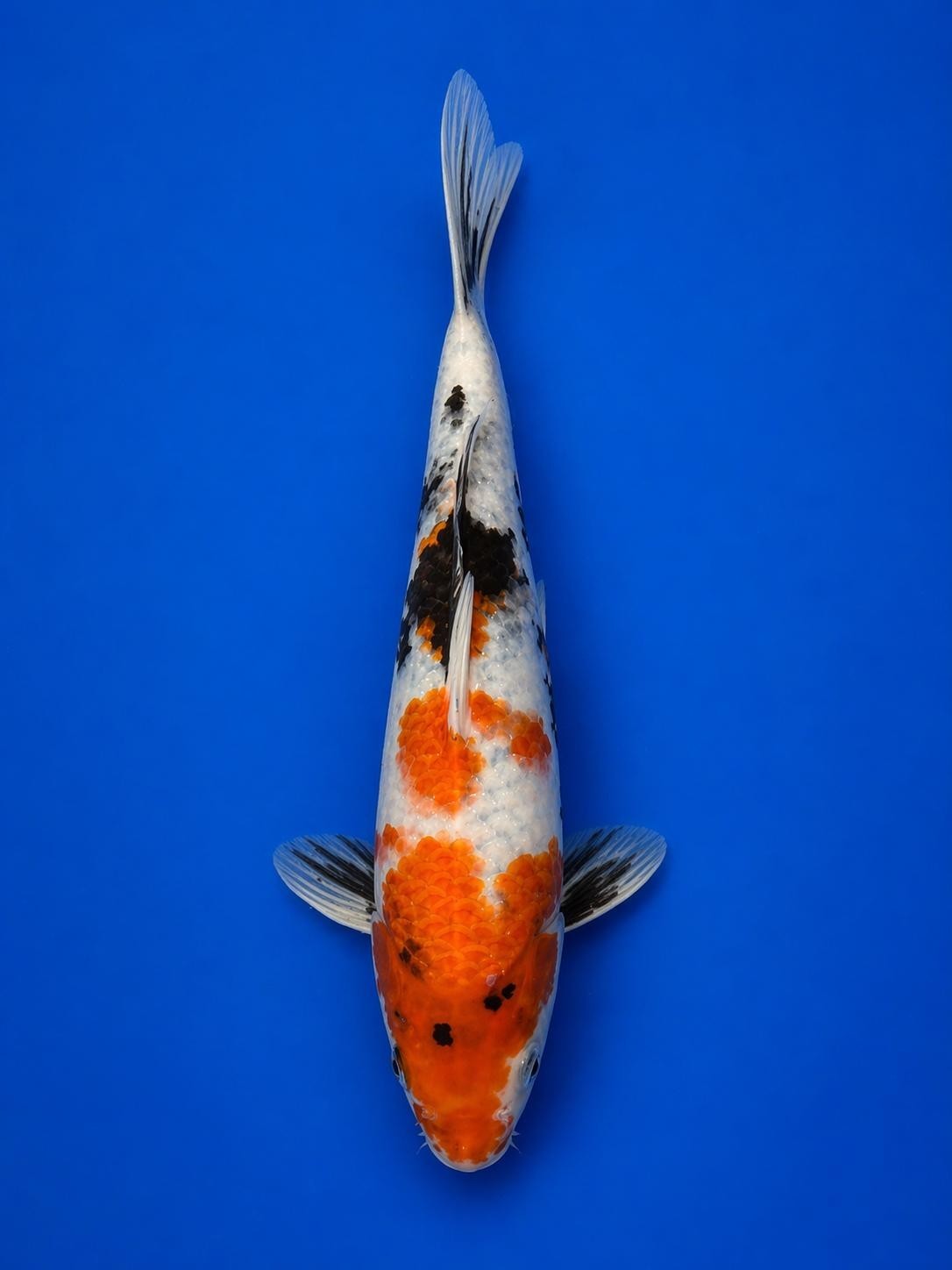 Japanese Showa 9" Koi