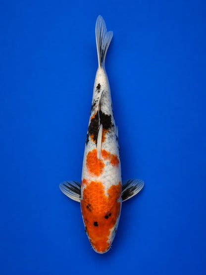 Japanese Showa 9" Koi