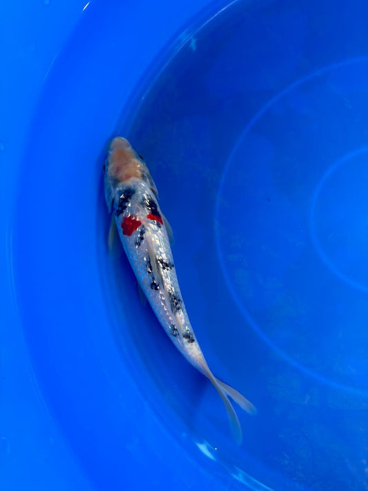 7" Ginrin Sanke  Koi