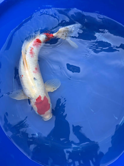 Japanese Koi Taisho Sanke  18 inch