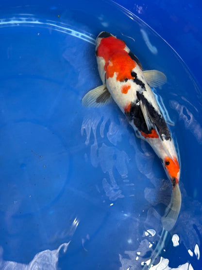 11" Showa Japanese Import Koi