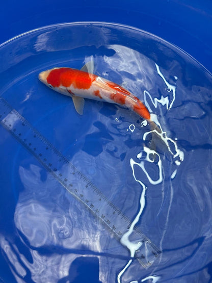 8.5 " Kohaku Japanese Imported HQ(High Quality) T2