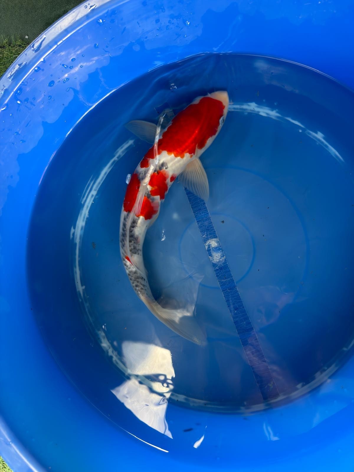 Taisho Sanke Koi 12"