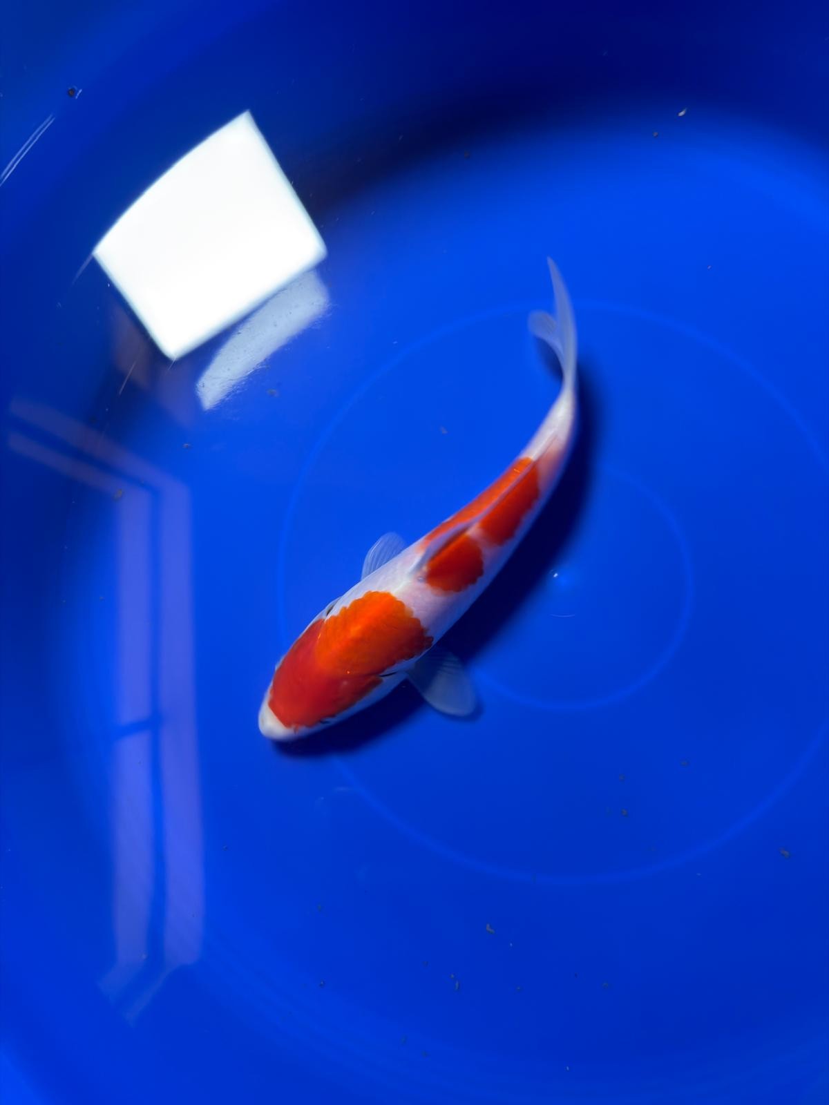 8"  Kohaku Japanese Import Koi (Hand Picked) T1