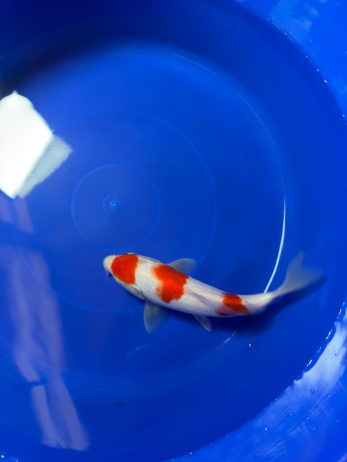 8" Kohaku Japanese Imported (Hand Picked)