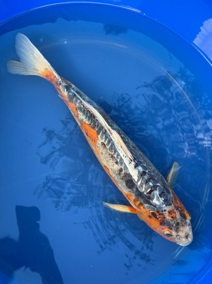 Japanese Imported Shusui 17" Koi