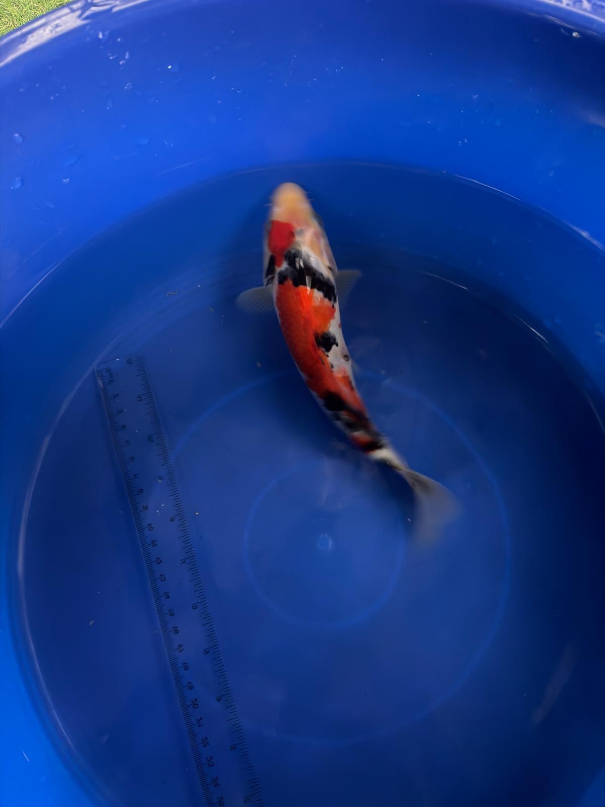 8"  Showa Japanese Import Koi (Hand Picked) T3