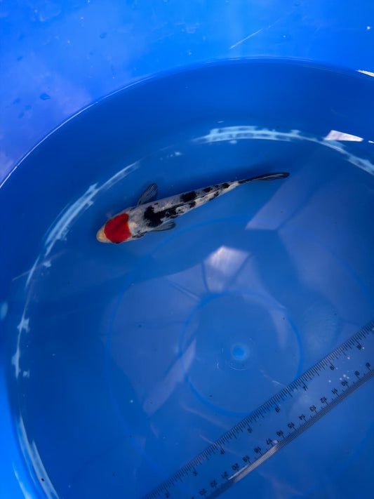 6"  Tancho Showa Japanese Import Koi (Hand Picked) T2