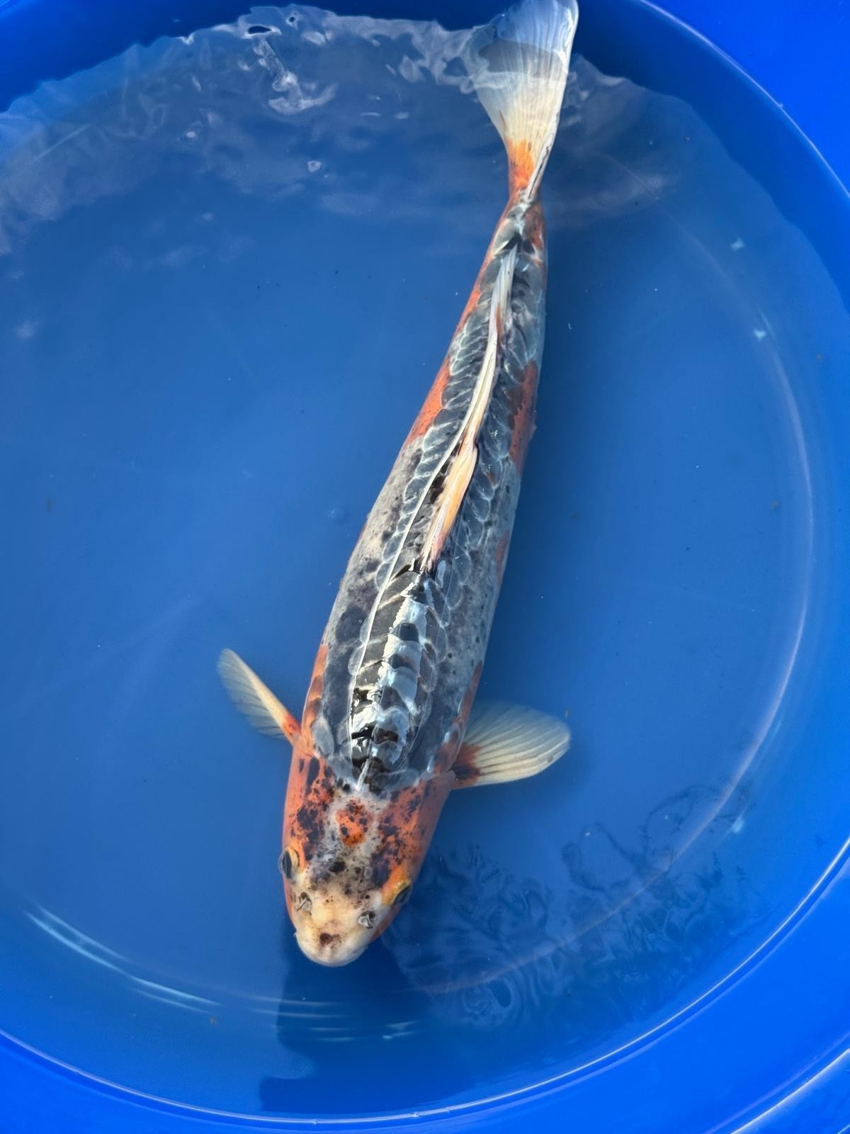 Japanese Imported Shusui 17" Koi