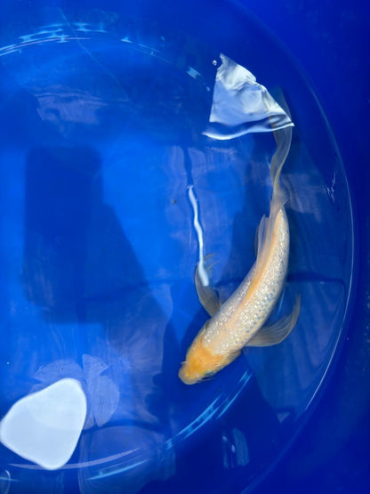 Ginrin Shiro Muji Butterfly 9.5" Koi