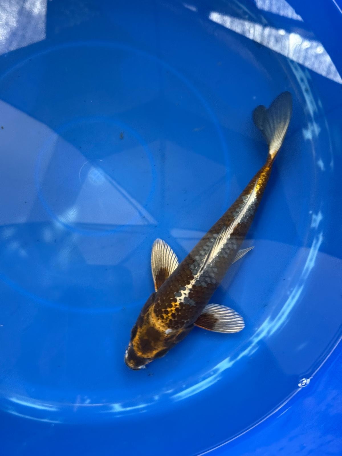 Matsuba Koi 9" GT