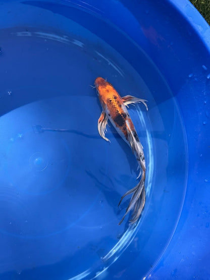 Metallic Showa Butterfly Koi 9.5 Inch