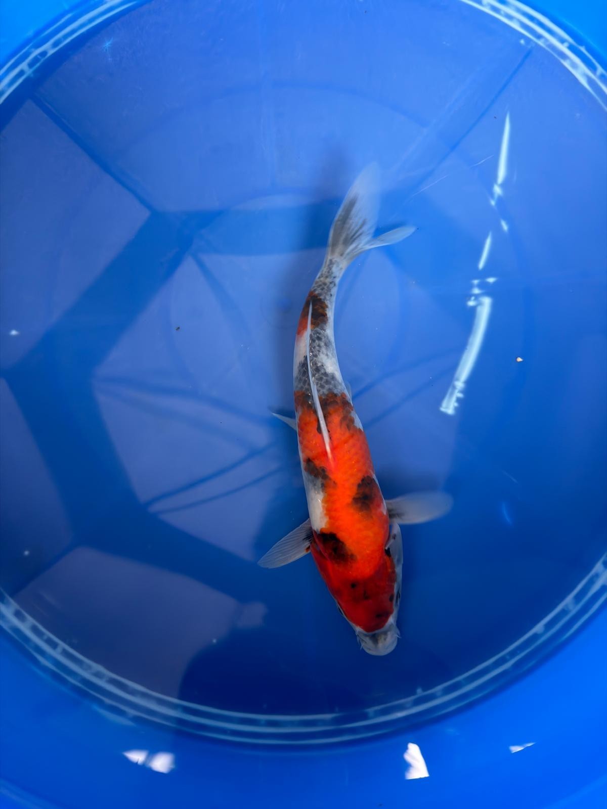 9" Showa Japanese Import Koi