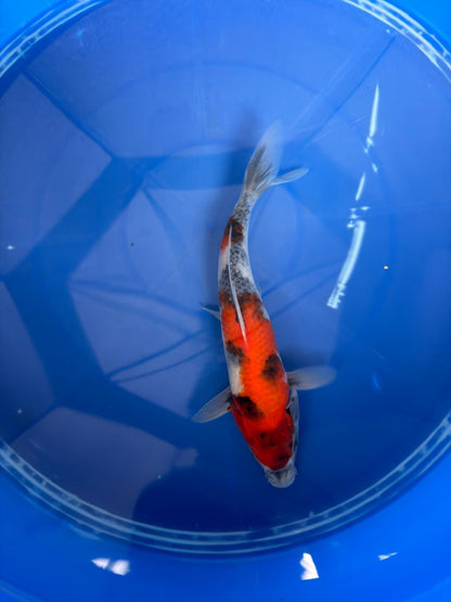 9" Showa Japanese Import Koi