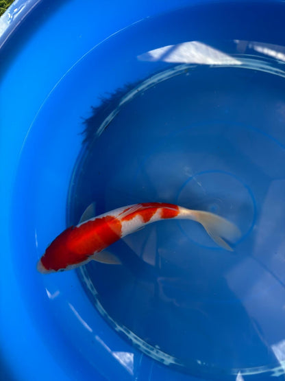 9" Kohaku Japanese Imported (Hand Picked) T2