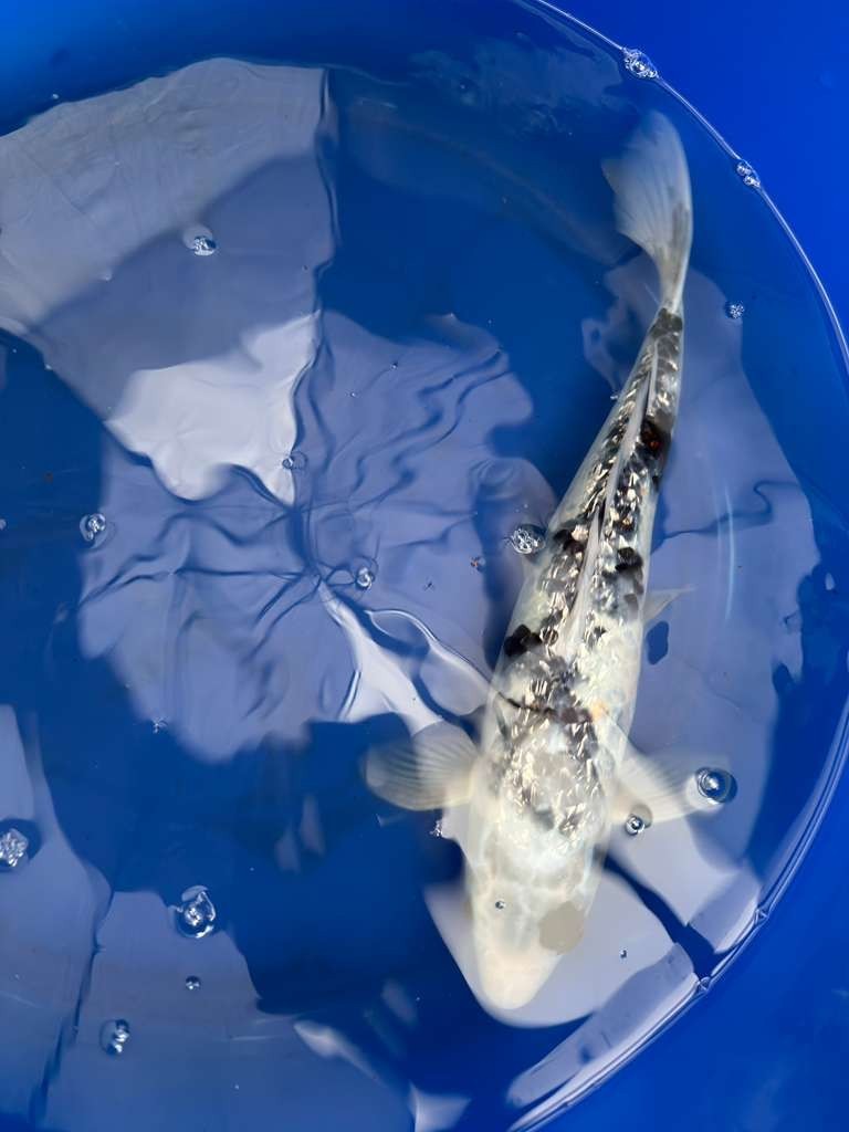 14 " Inch Gin Rin Shiro Bekko Koi