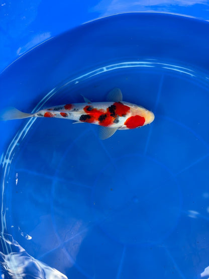 10" Sanke Japanese Imported (Hand Picked)
