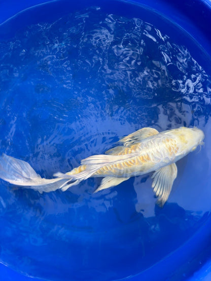 Doitsu Hariwake Butterfly Koi 15"