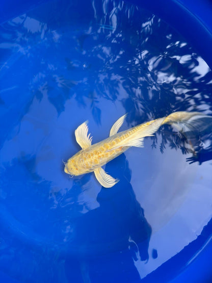 Doitsu Lemon Hariwake Butterfly Koi 12"