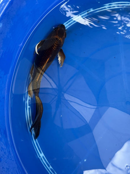 Kin Matsuba Butterfly Koi 9 Inch GT